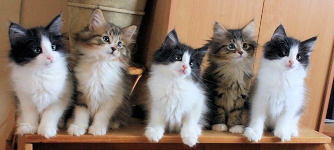 Norsk Skovkat DK SHAGGYTAIL'S OH MY SWEET DIVA  billede 31