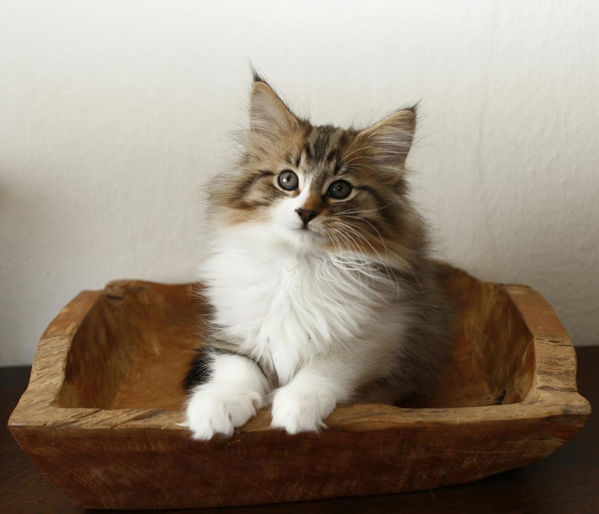 Norsk Skovkat DK SHAGGYTAIL'S OH MY SWEET DIVA  billede 22