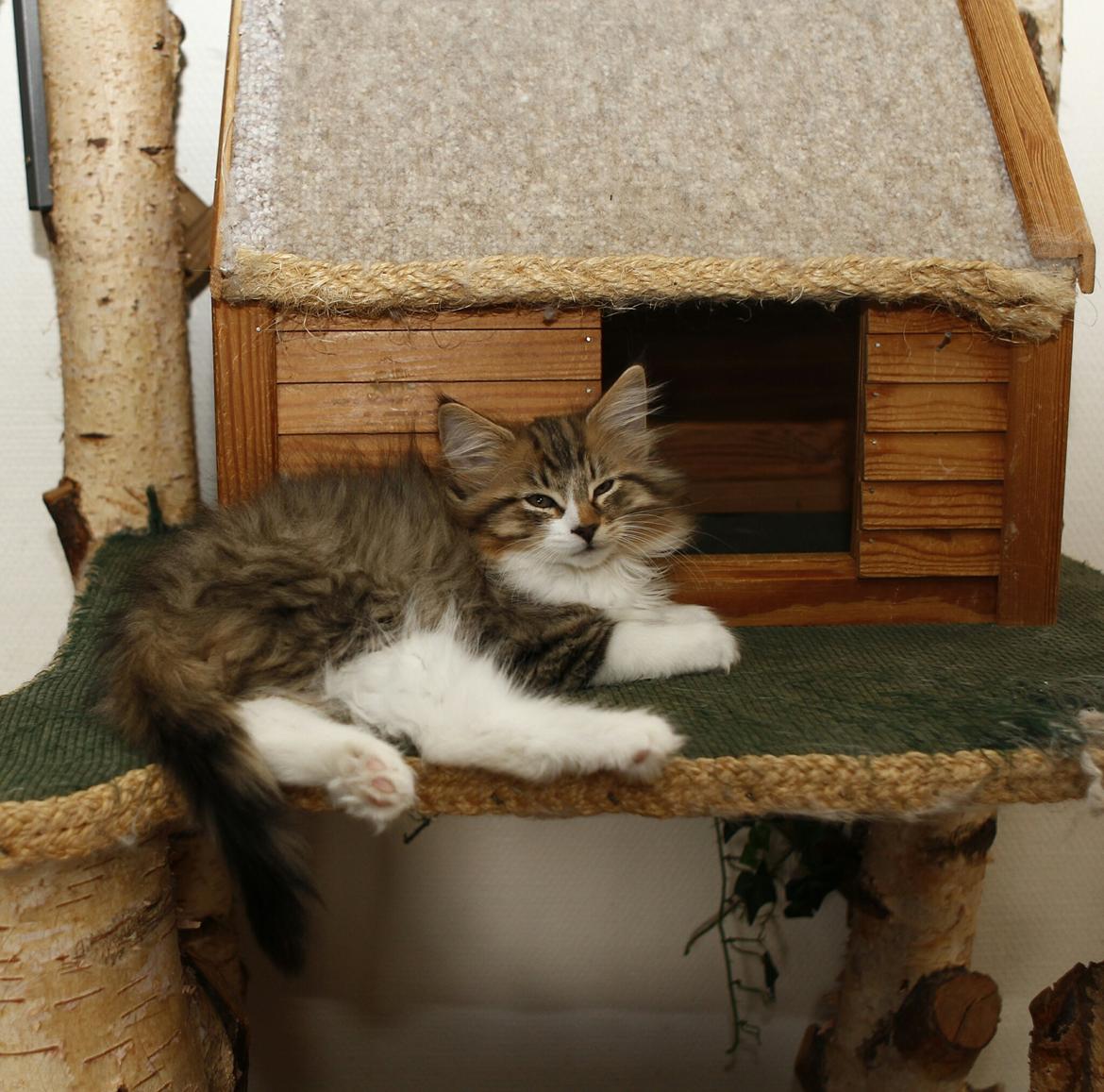 Norsk Skovkat DK SHAGGYTAIL'S OH MY SWEET DIVA  billede 23