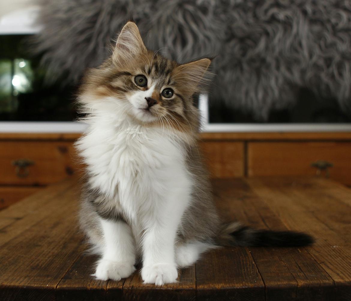 Norsk Skovkat DK SHAGGYTAIL'S OH MY SWEET DIVA  billede 26