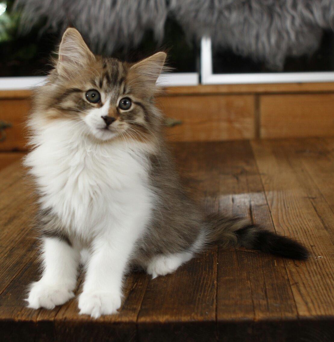 Norsk Skovkat DK SHAGGYTAIL'S OH MY SWEET DIVA  billede 24