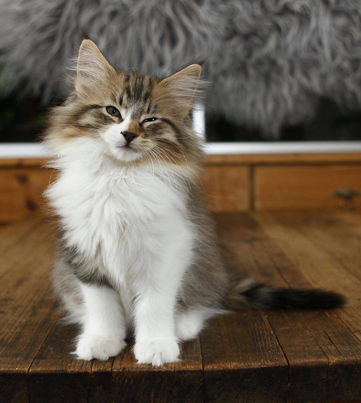 Norsk Skovkat DK SHAGGYTAIL'S OH MY SWEET DIVA  billede 25