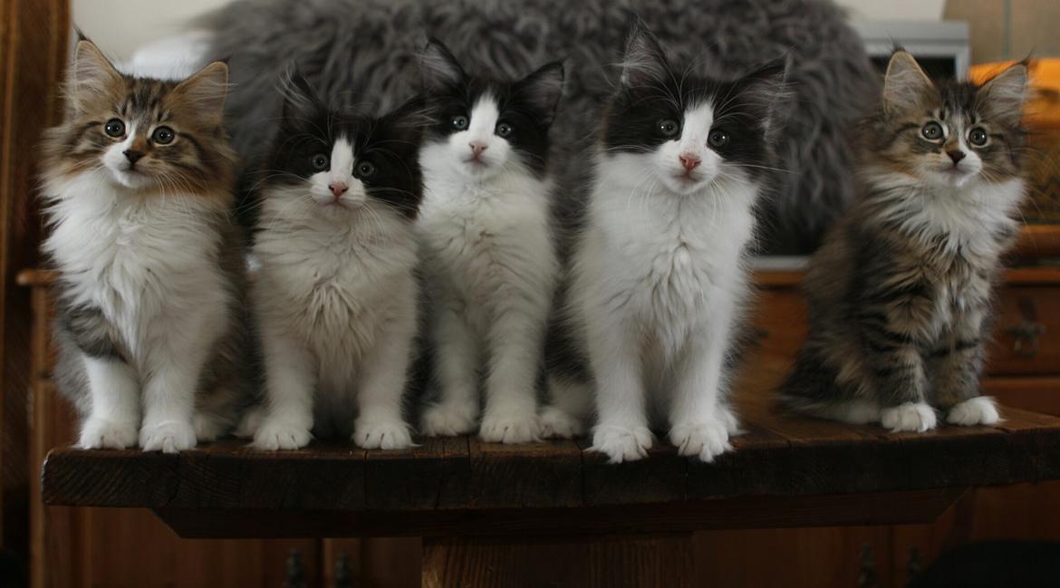 Norsk Skovkat DK SHAGGYTAIL'S OH MY SWEET DIVA  billede 28