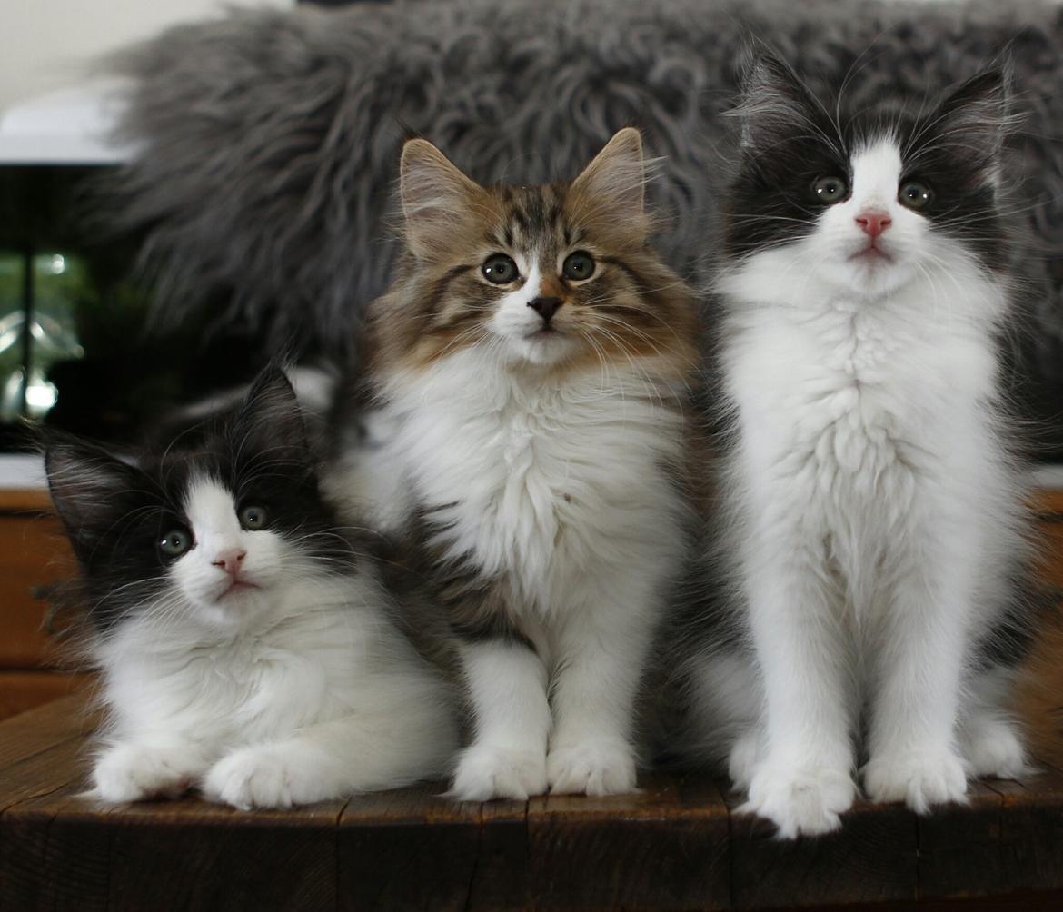 Norsk Skovkat DK SHAGGYTAIL'S OH MY SWEET DIVA  billede 27