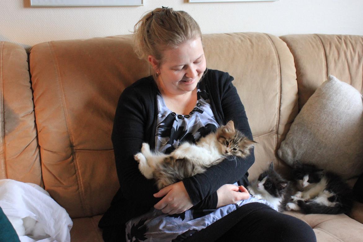 Norsk Skovkat DK SHAGGYTAIL'S OH MY SWEET DIVA  billede 33