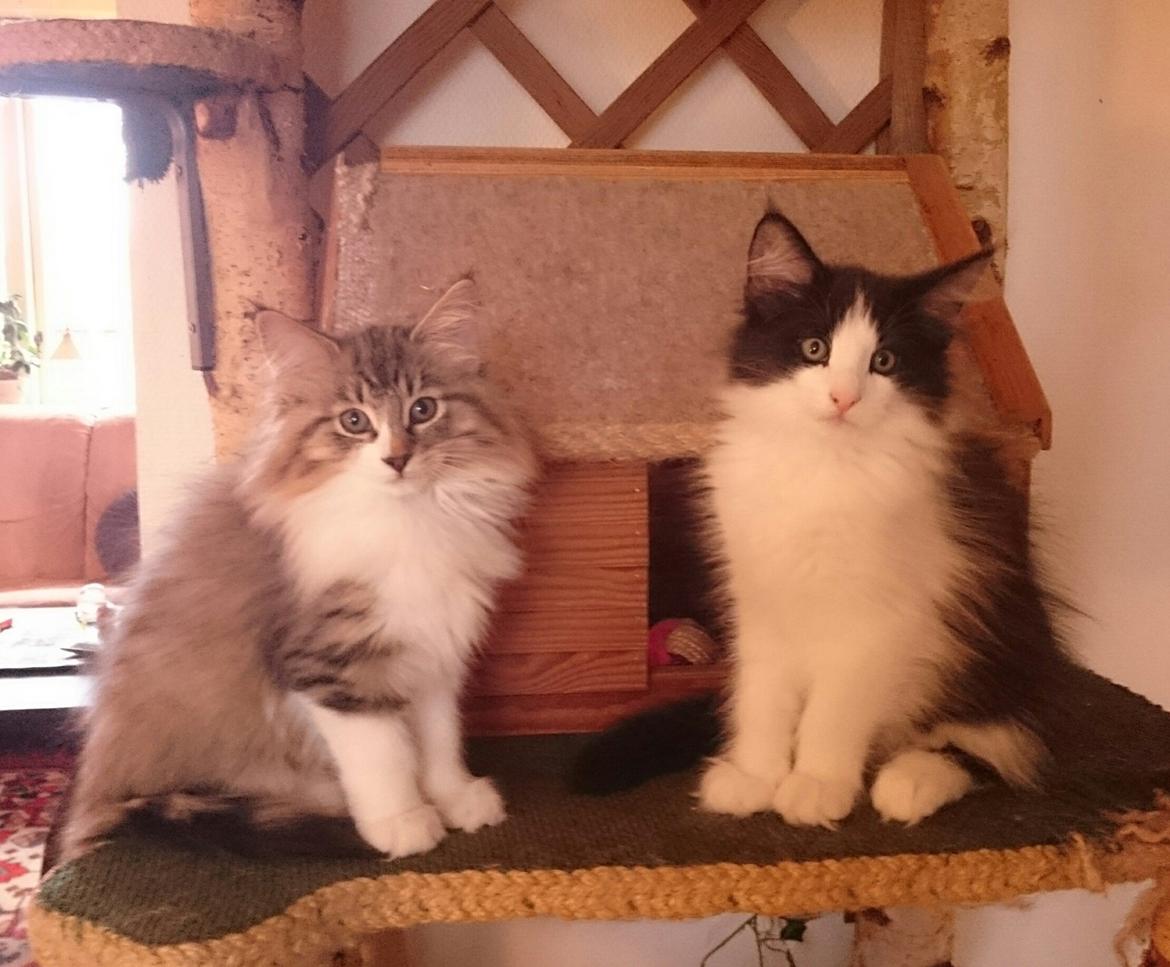 Norsk Skovkat DK SHAGGYTAIL'S OH MY SWEET DIVA  billede 20