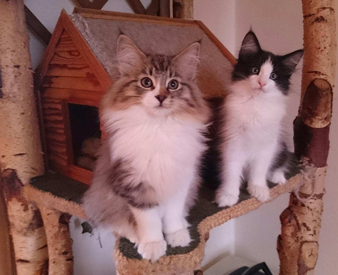 Norsk Skovkat DK SHAGGYTAIL'S OH MY SWEET DIVA  billede 19