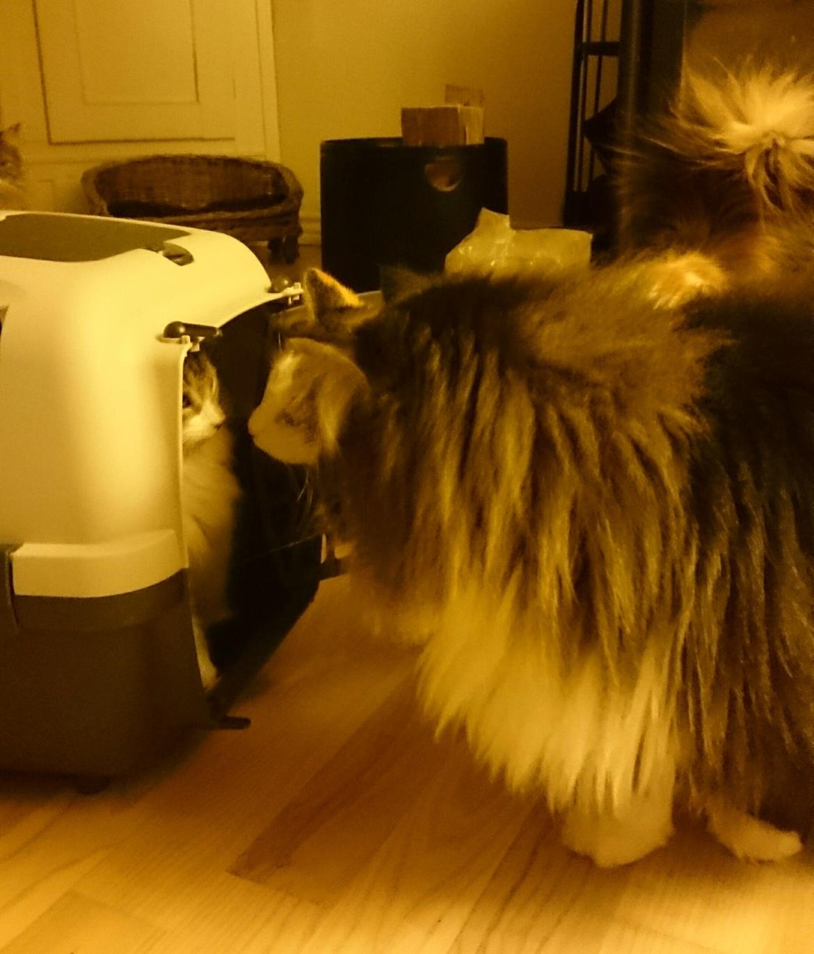 Norsk Skovkat DK SHAGGYTAIL'S OH MY SWEET DIVA  billede 16