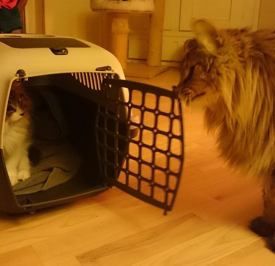 Norsk Skovkat DK SHAGGYTAIL'S OH MY SWEET DIVA  billede 15