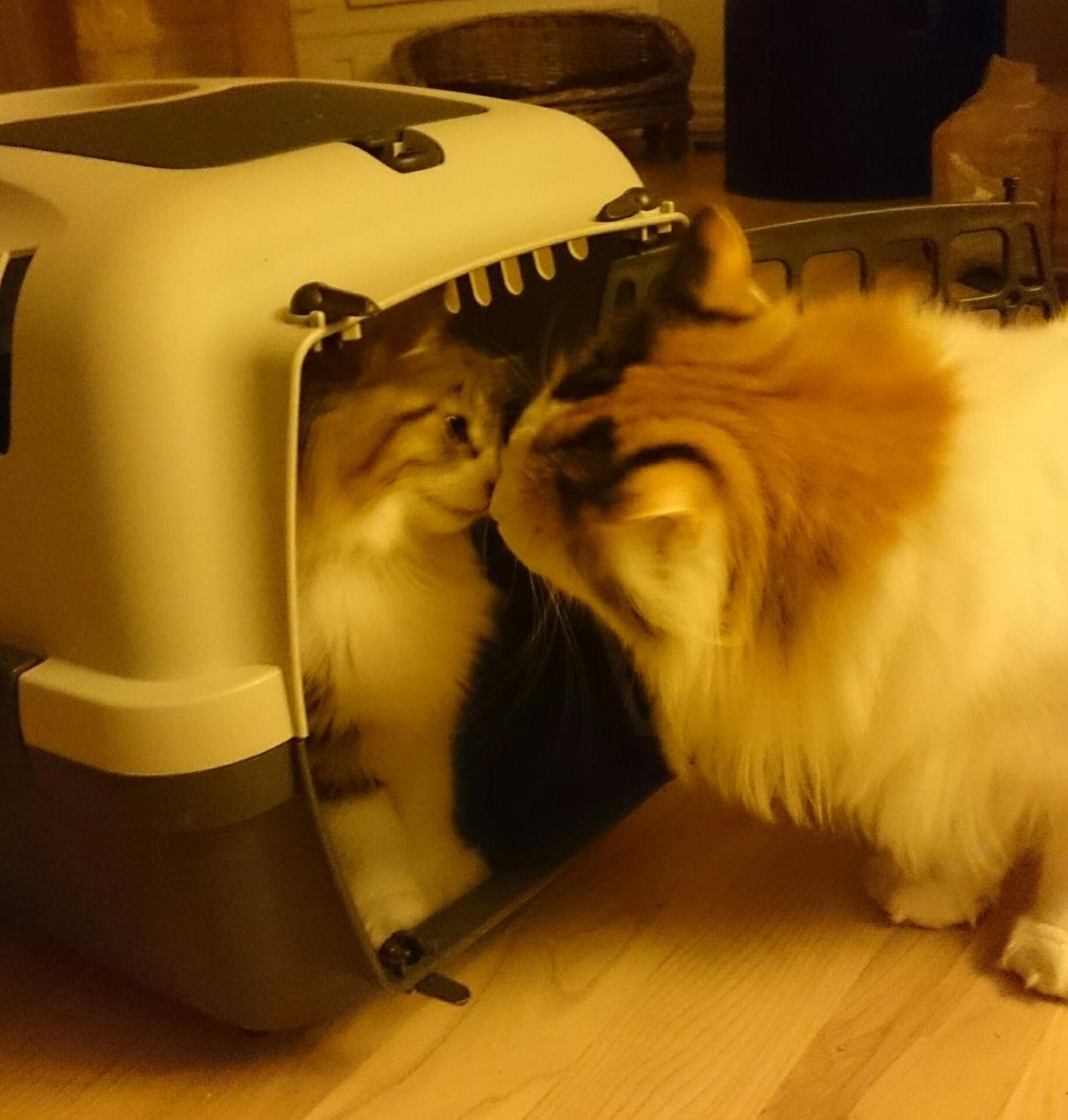 Norsk Skovkat DK SHAGGYTAIL'S OH MY SWEET DIVA  billede 14