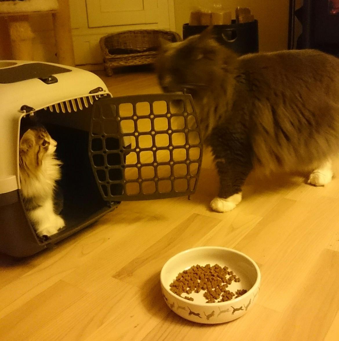 Norsk Skovkat DK SHAGGYTAIL'S OH MY SWEET DIVA  billede 17