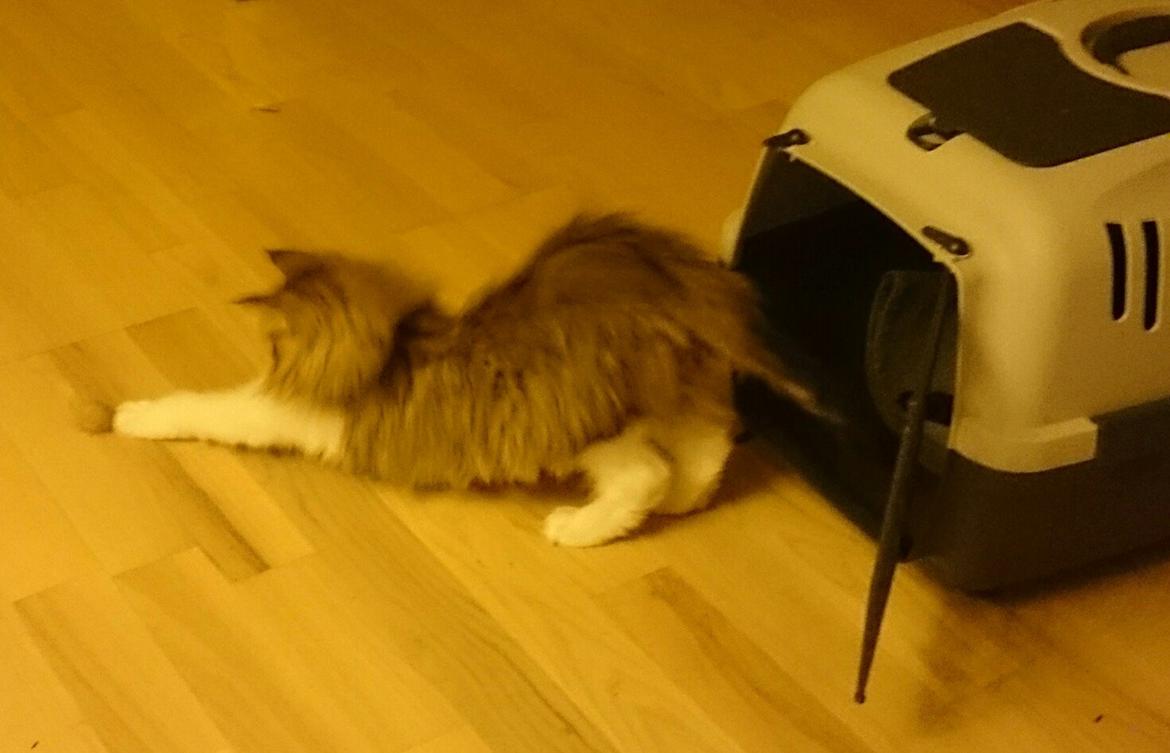 Norsk Skovkat DK SHAGGYTAIL'S OH MY SWEET DIVA  billede 13