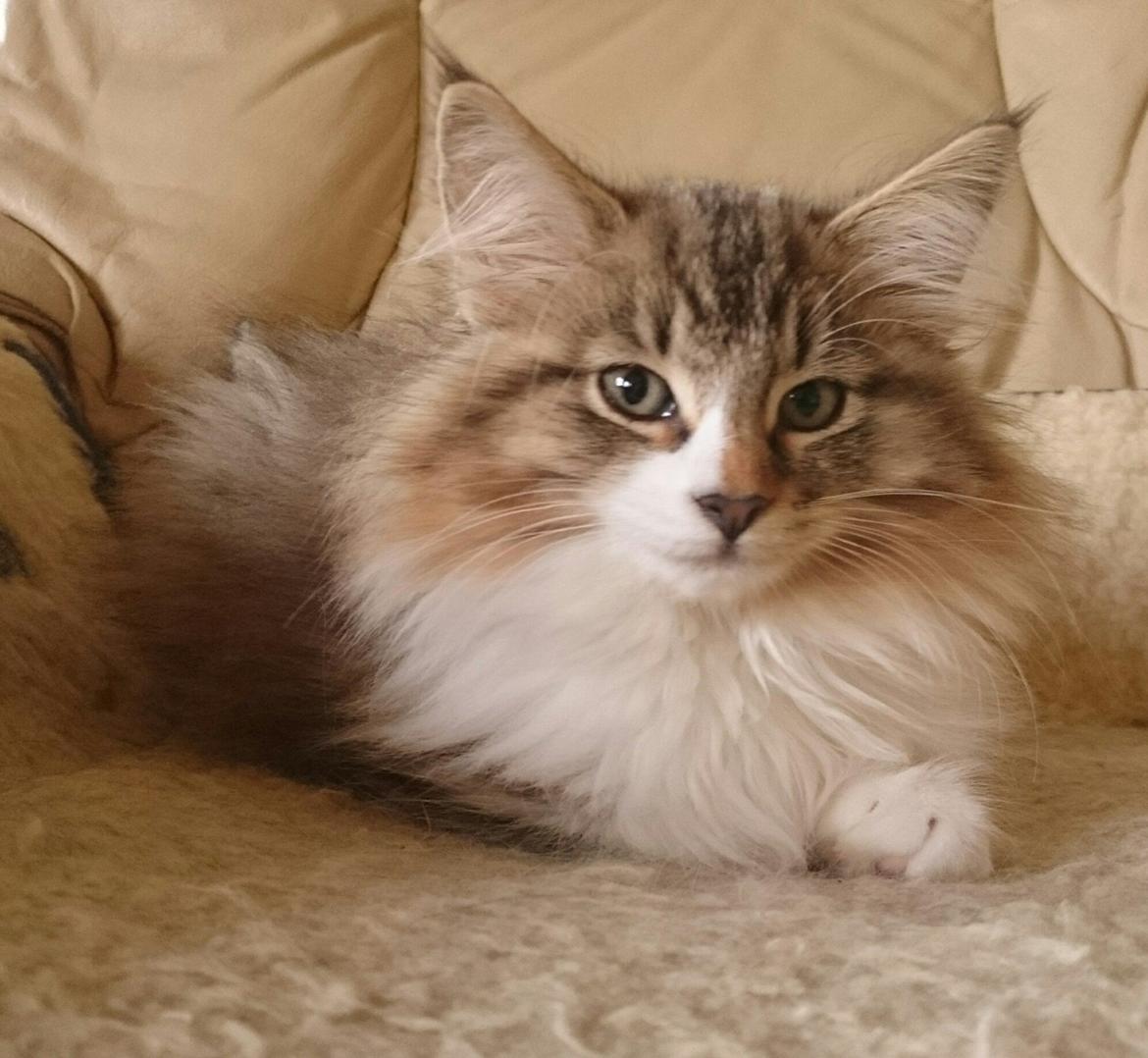 Norsk Skovkat DK SHAGGYTAIL'S OH MY SWEET DIVA  billede 12