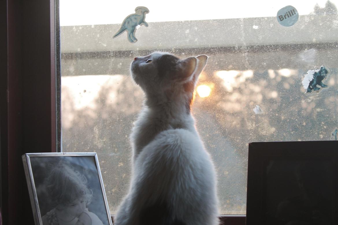 Huskat Killing billede 2