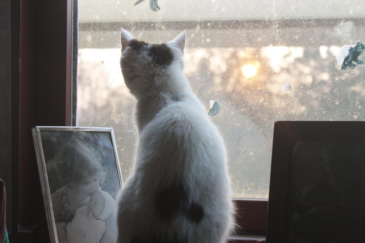 Huskat Killing billede 8