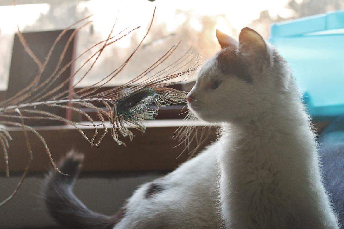 Huskat Killing billede 6