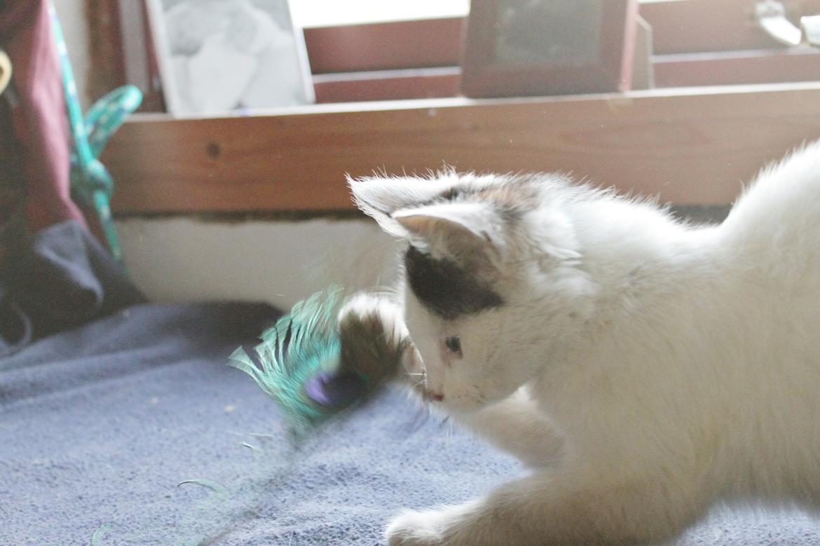 Huskat Killing - Killing leger med en fjer! billede 3