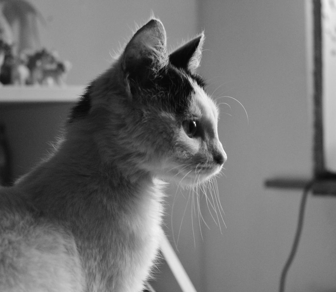 Huskat Killing - Velkommen til Killings galleri! :D billede 1