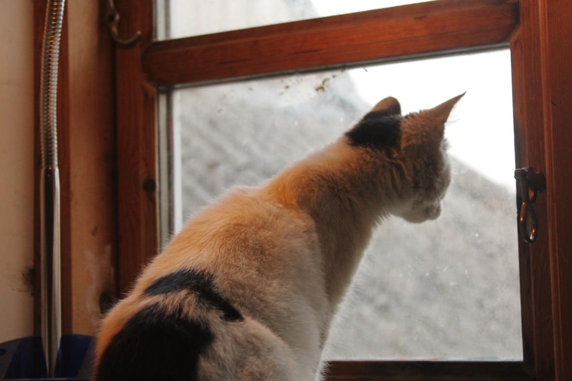 Huskat Killing - Sidder og beundre verdnen udenfor... billede 4