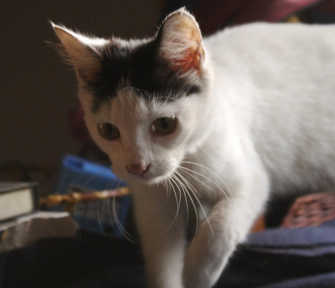 Huskat Killing billede 5