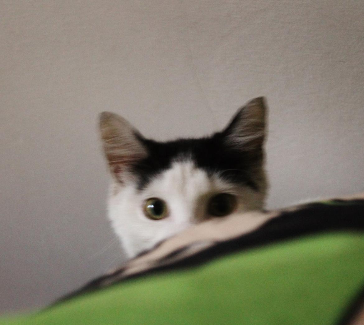 Huskat Killing - Ved godt det er lidt sløret, men synes det er lidt sødt! :) billede 7