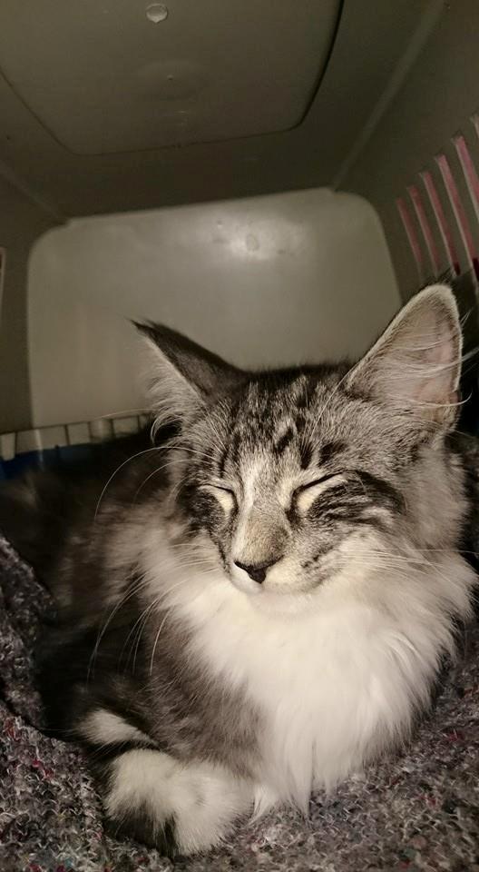 Norsk Skovkat Kirstila-Tahia´s Carlos billede 6