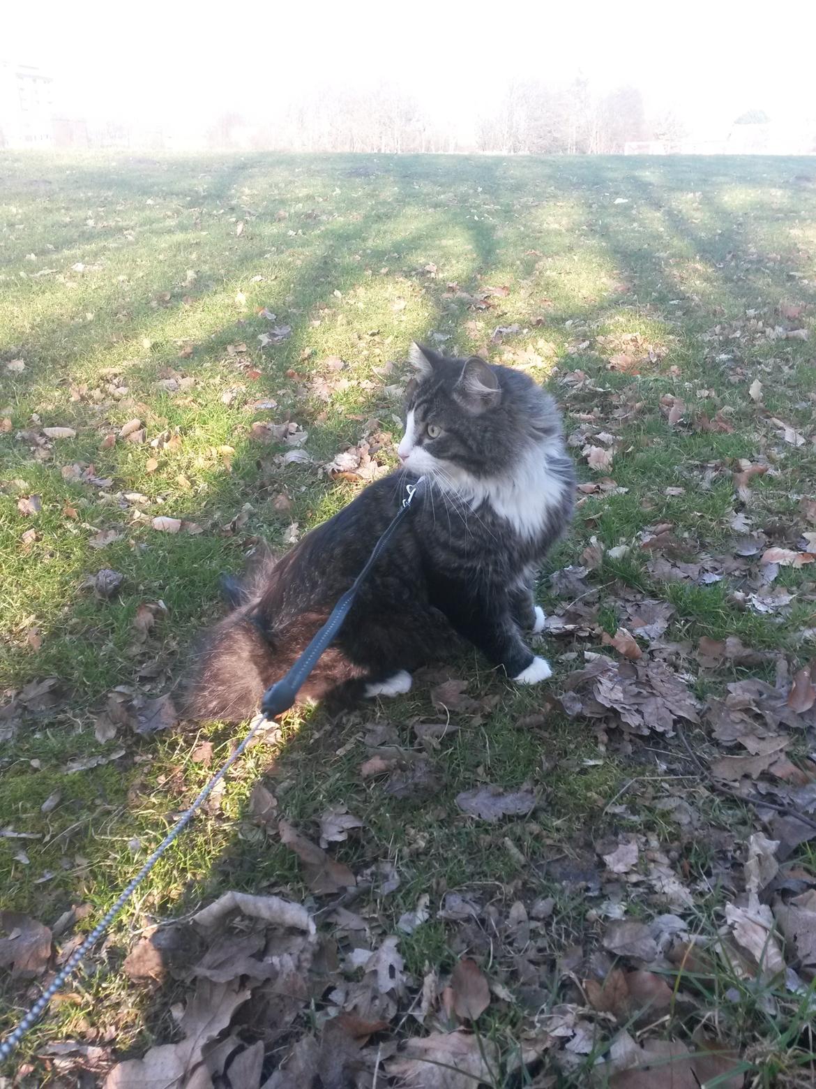 Blanding af racer Bøvle billede 4