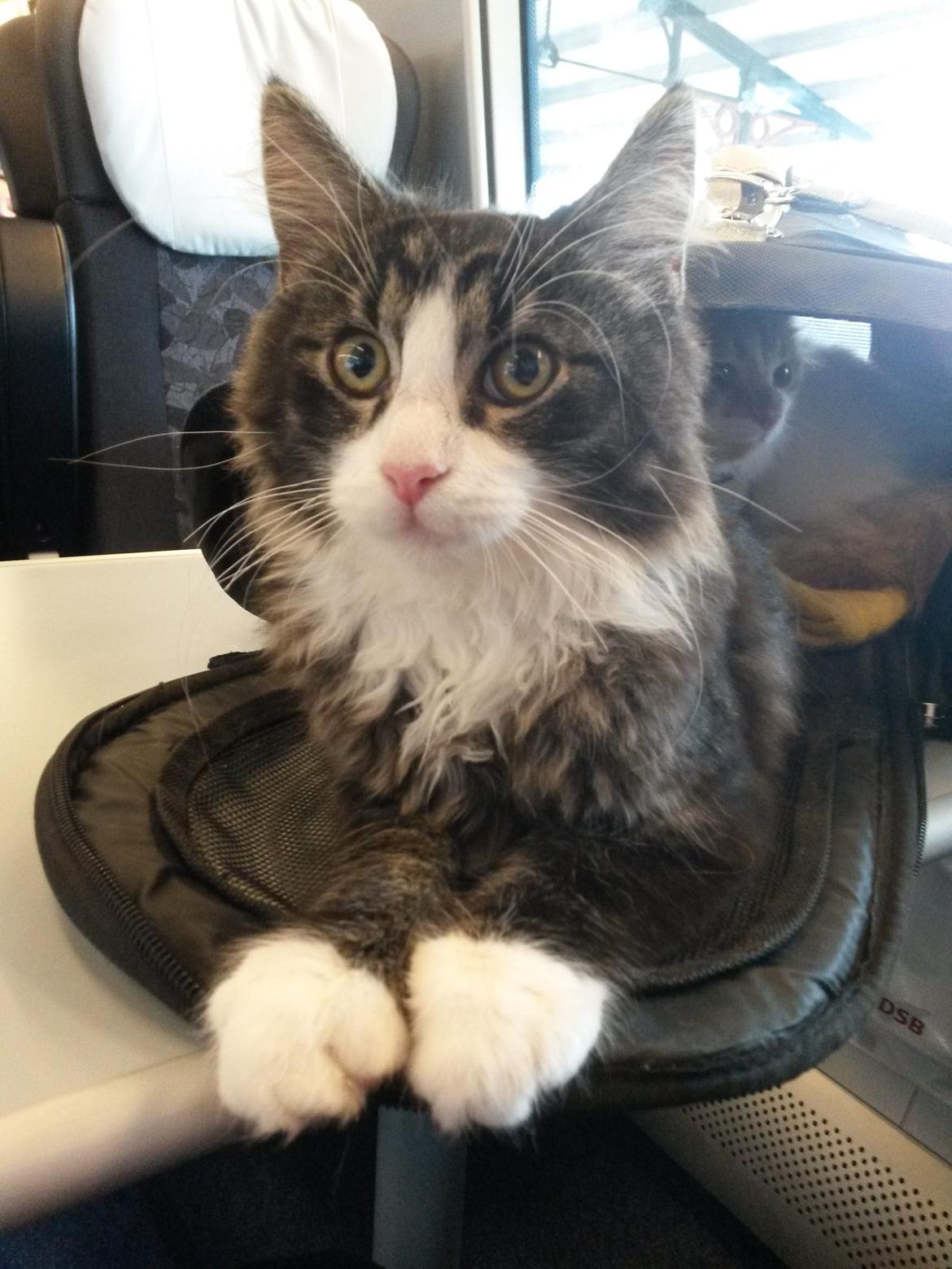 Blanding af racer Bøvle billede 6