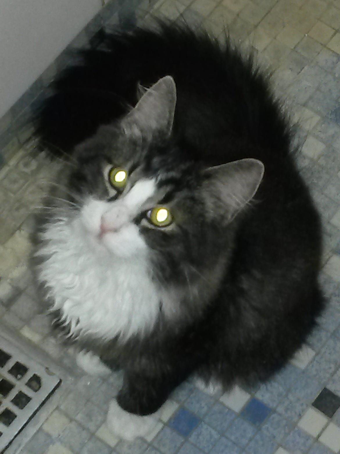 Blanding af racer Bøvle billede 10