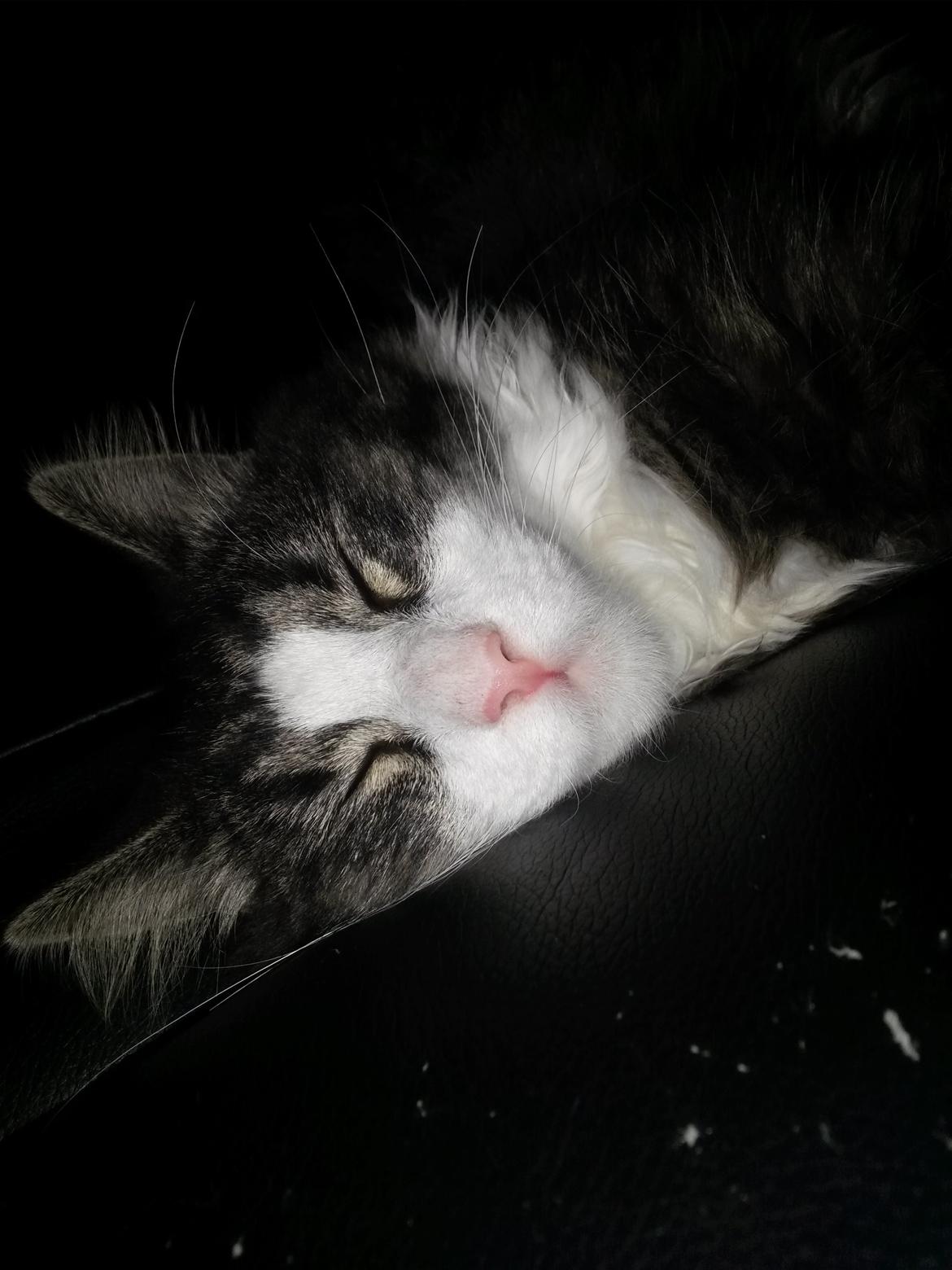 Blanding af racer Bøvle billede 11