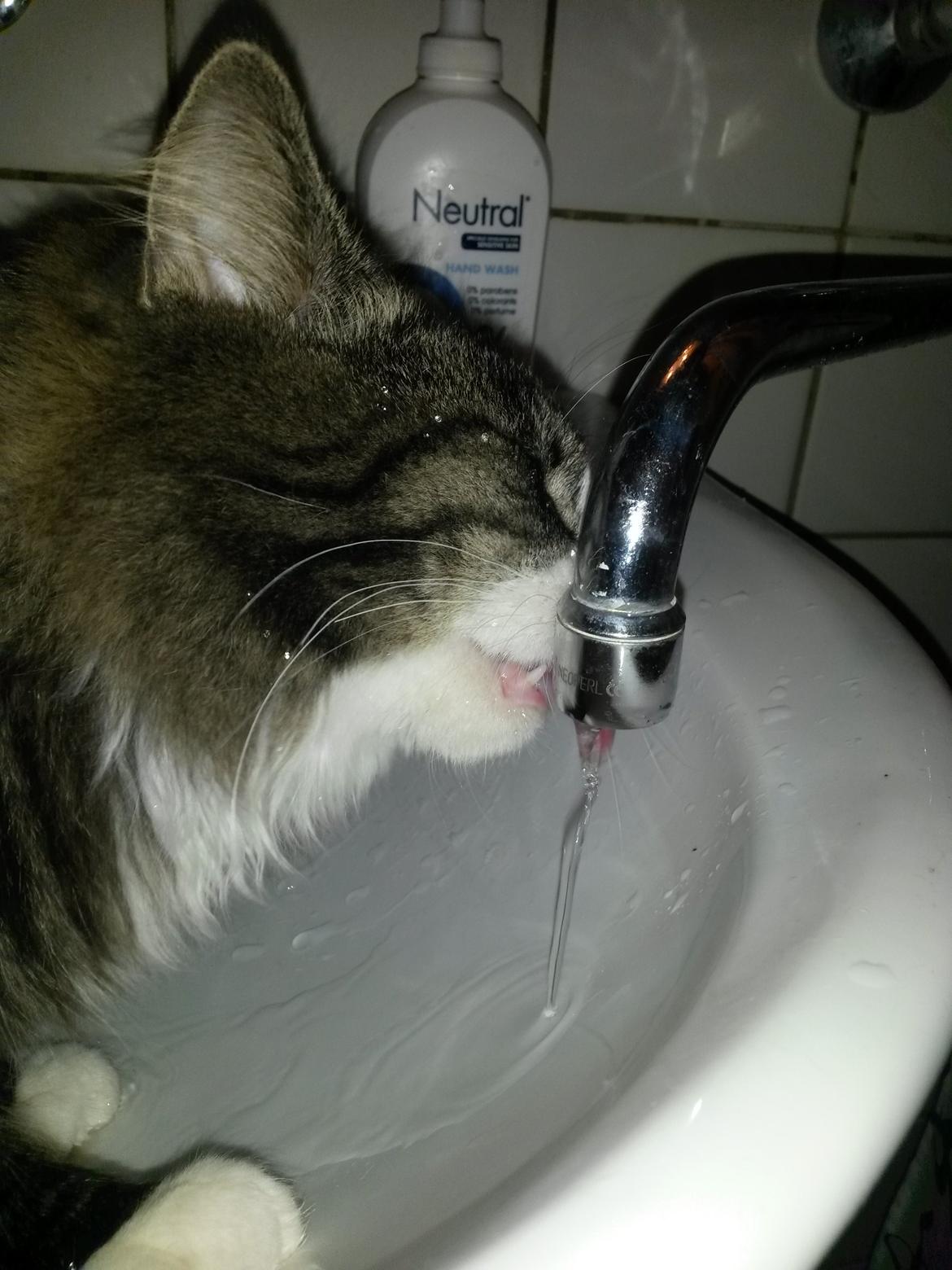 Blanding af racer Bøvle billede 12