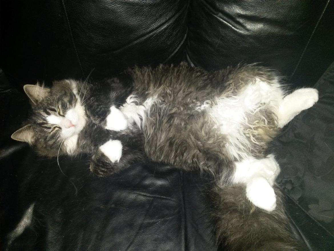 Blanding af racer Bøvle billede 13