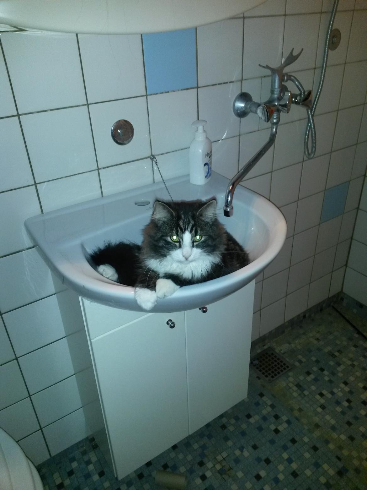 Blanding af racer Bøvle billede 14