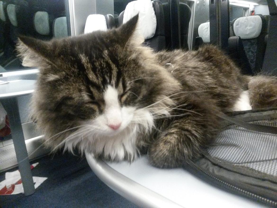 Blanding af racer Bøvle billede 7