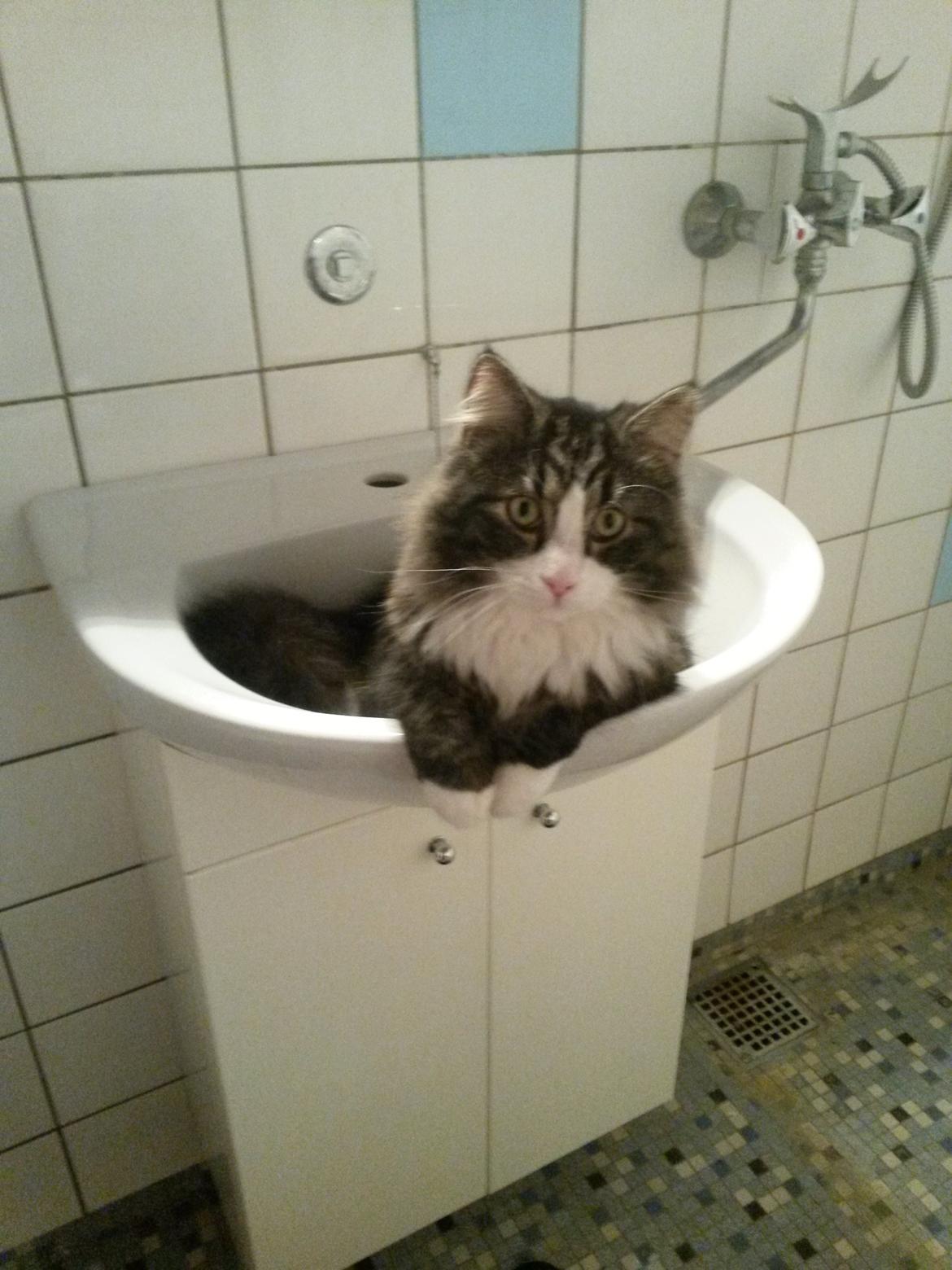 Blanding af racer Bøvle billede 15