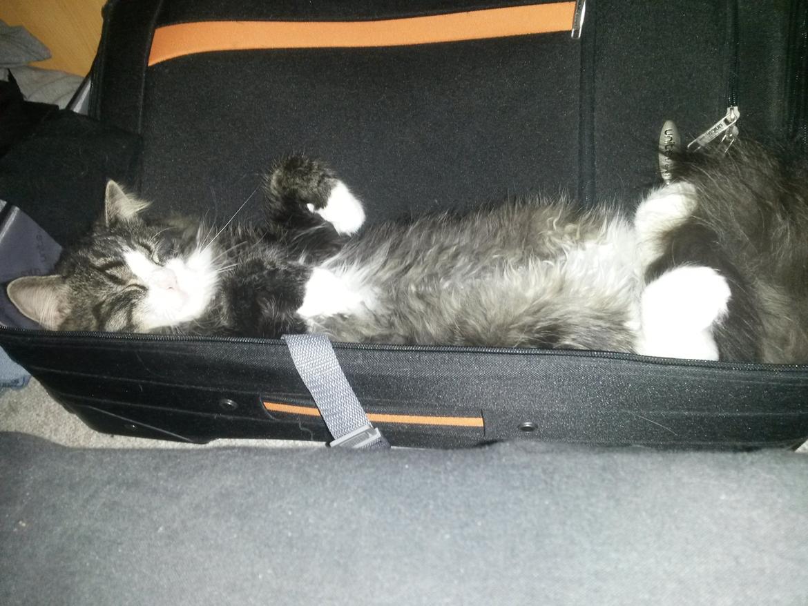 Blanding af racer Bøvle billede 16