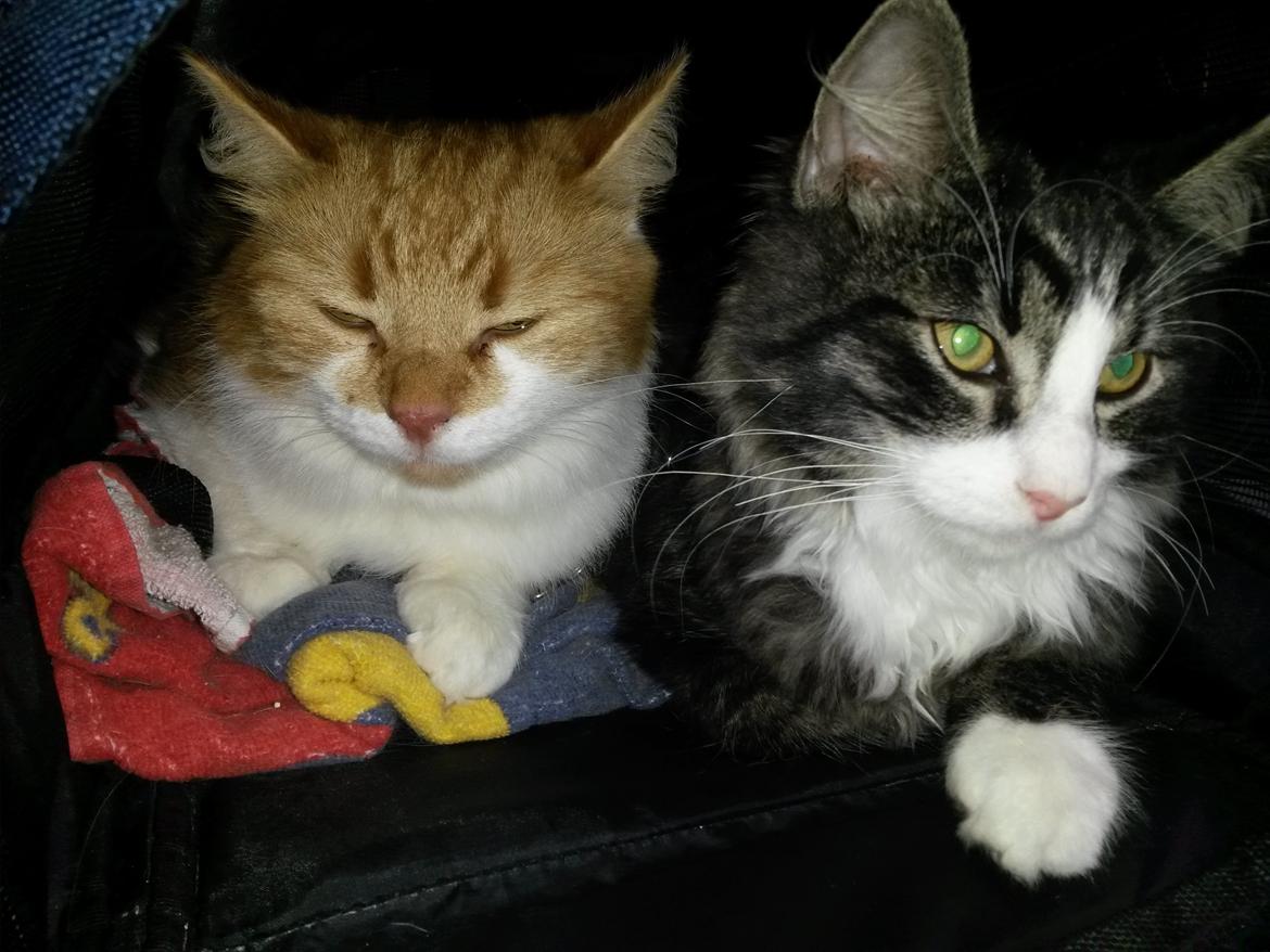 Blanding af racer Bøvle billede 8