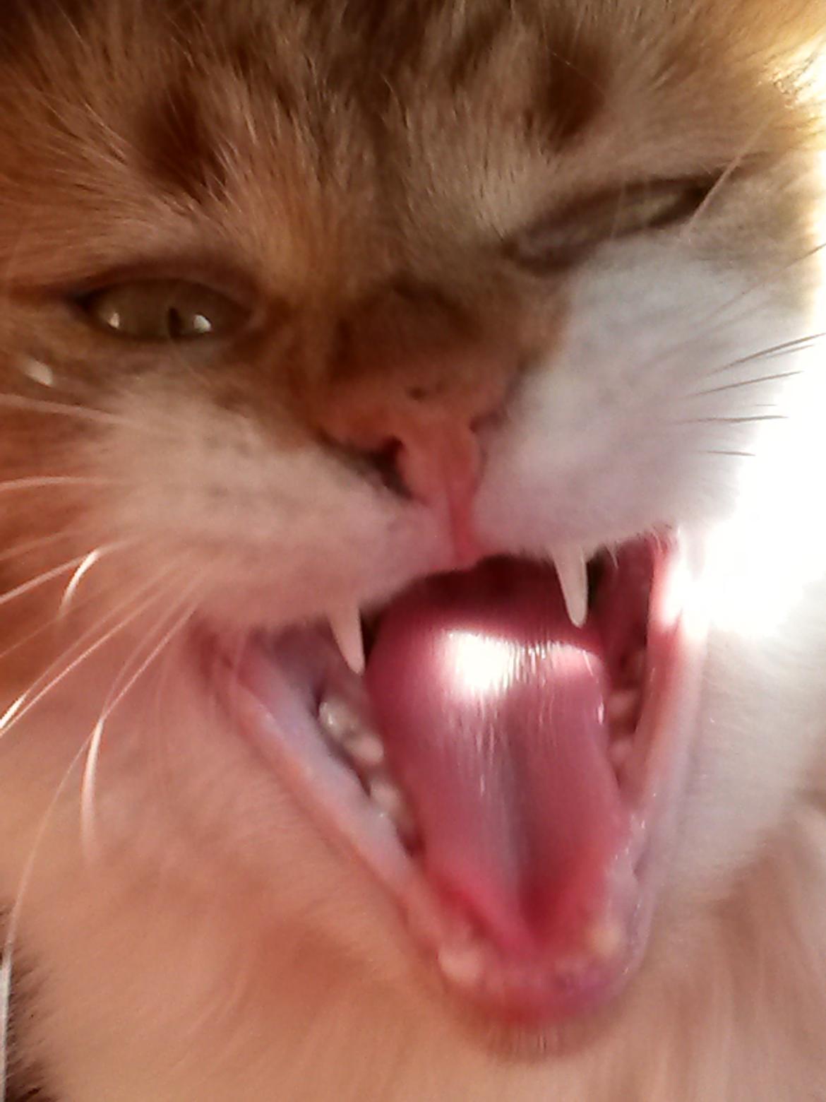 Huskat Cutie billede 19