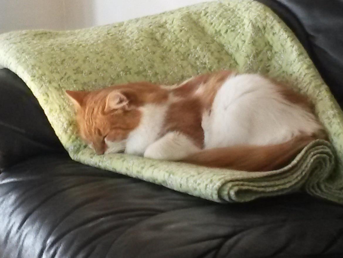 Huskat Cutie billede 21