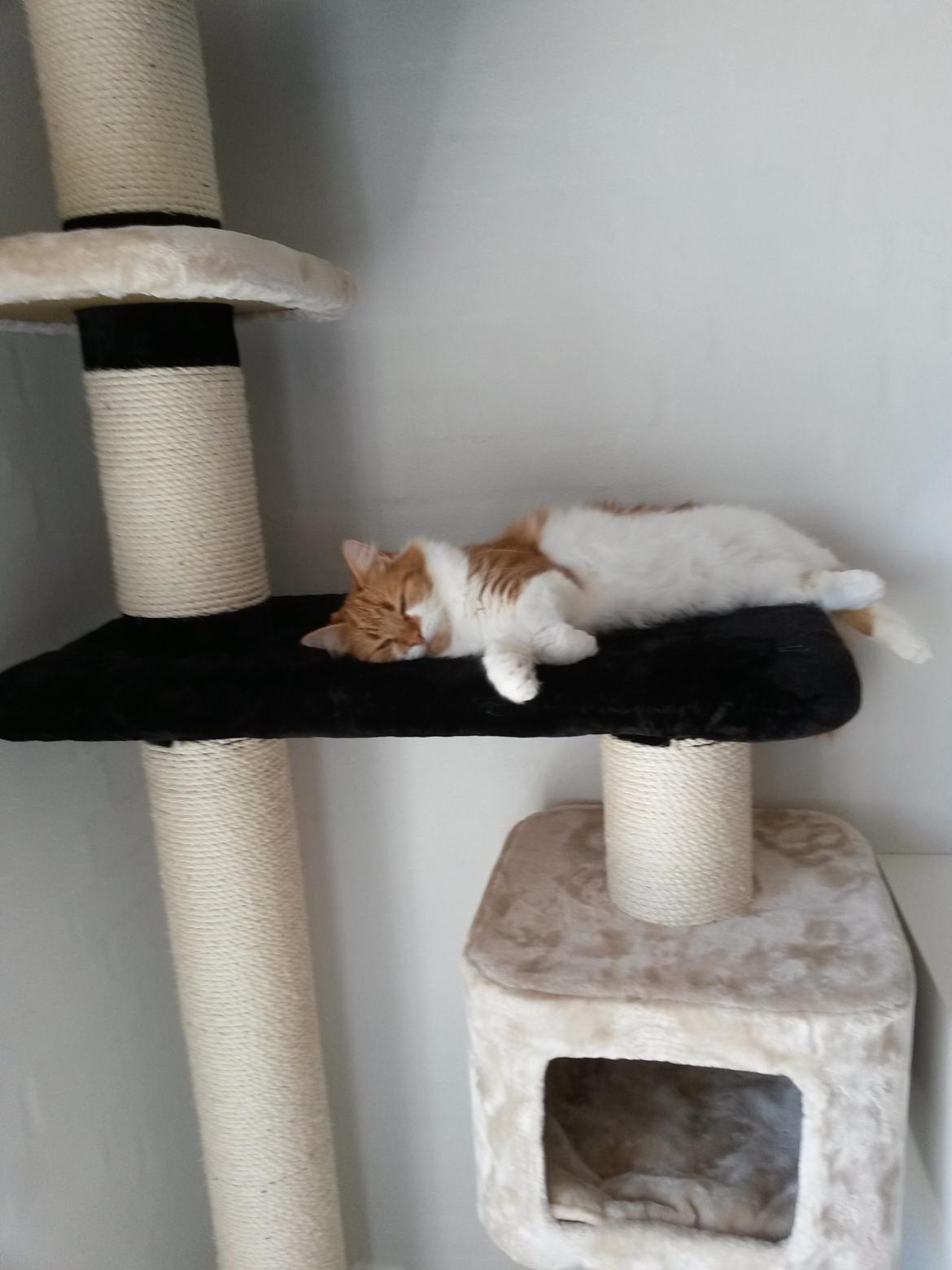 Huskat Cutie billede 22