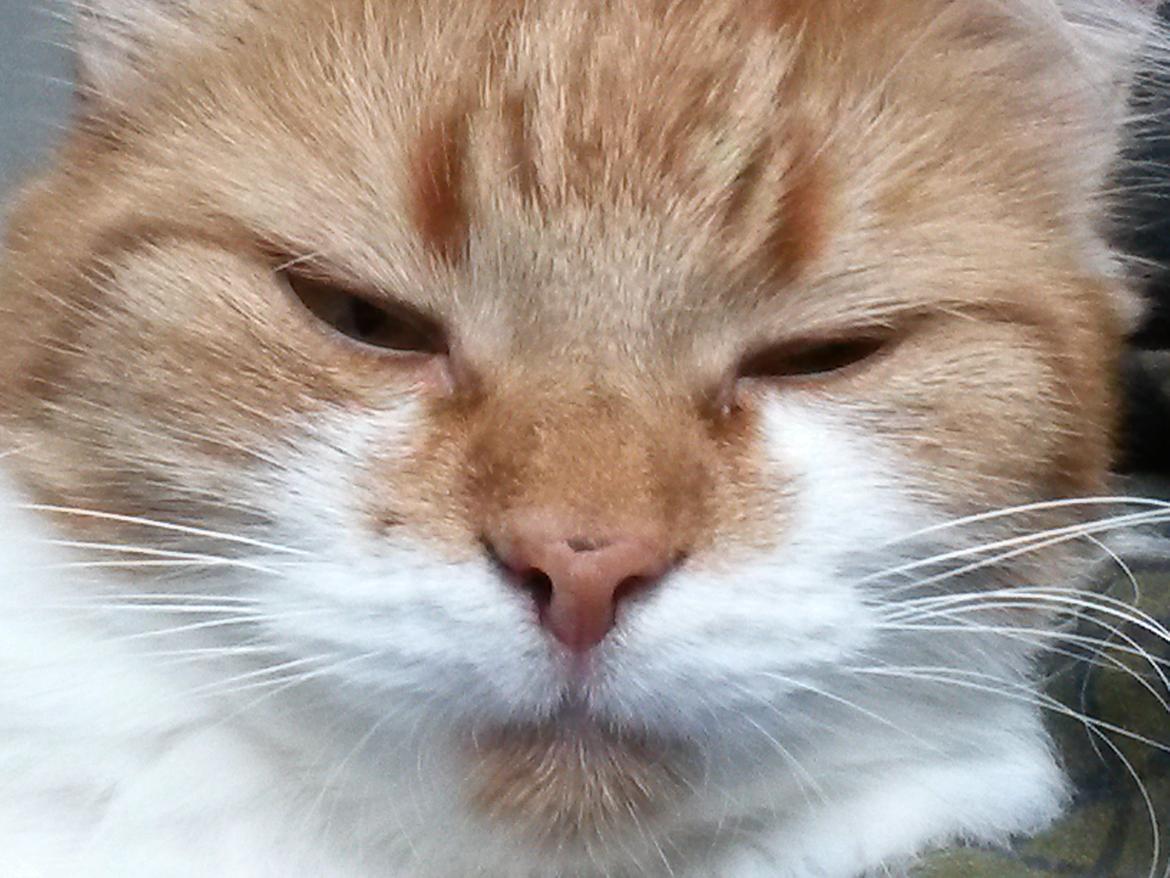 Huskat Cutie billede 20