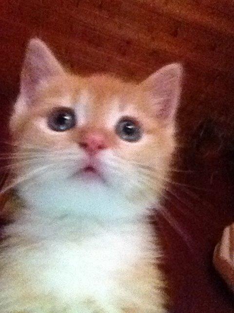 Blanding af racer Freja billede 2