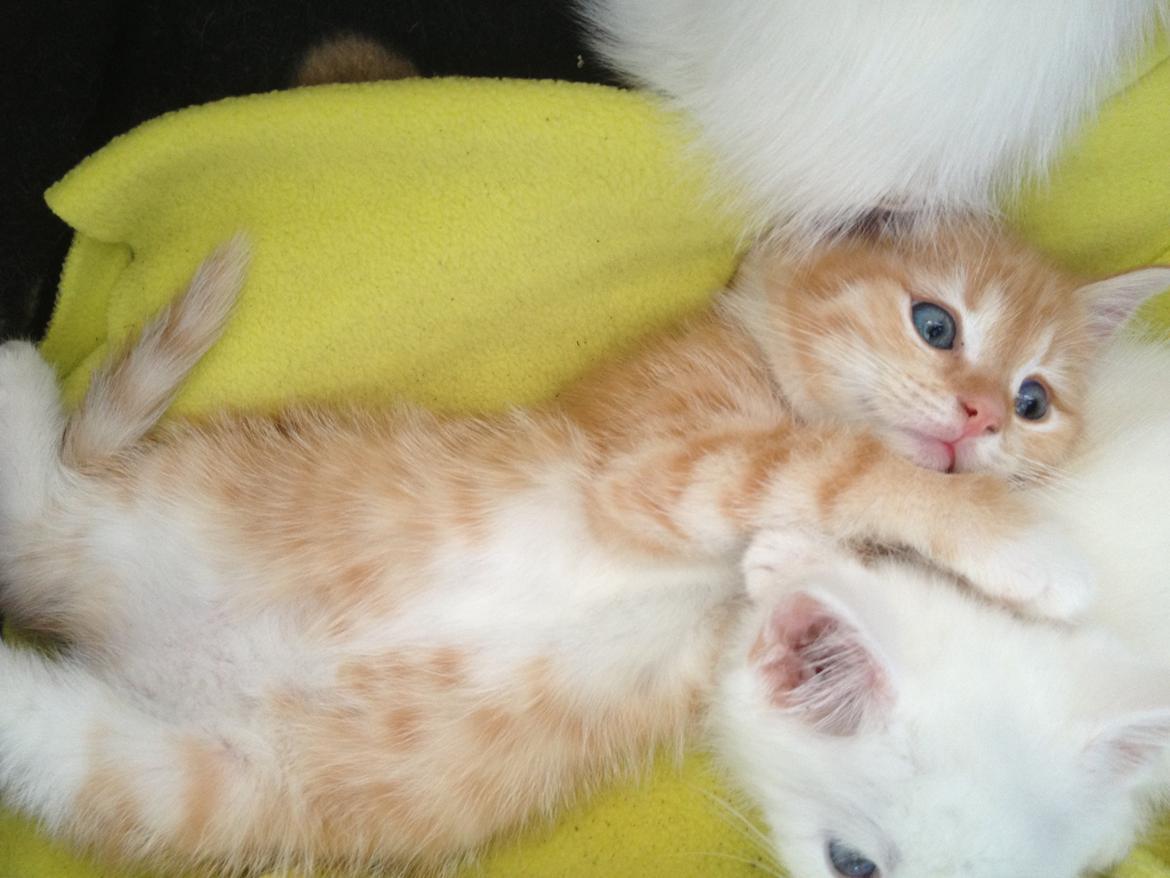 Blanding af racer Freja billede 3