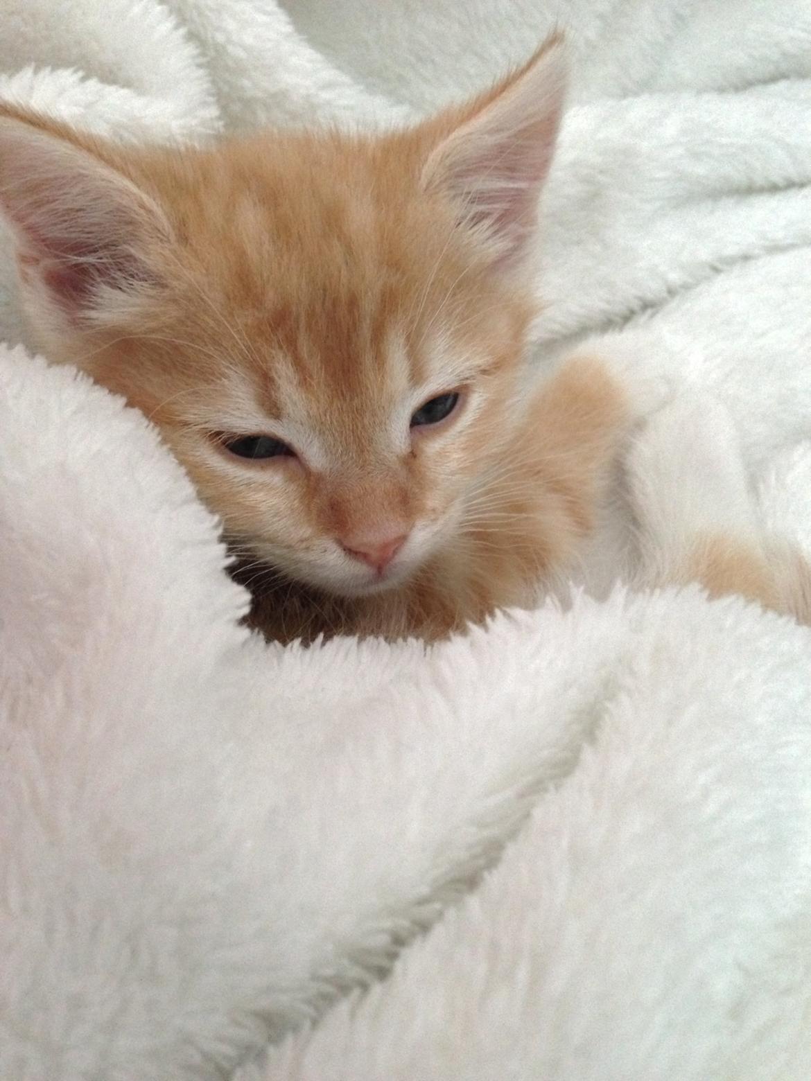 Blanding af racer Freja billede 6