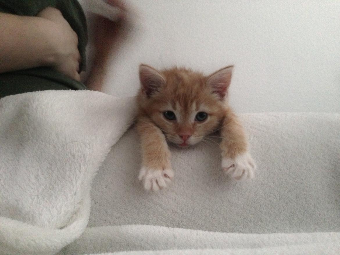 Blanding af racer Freja billede 7