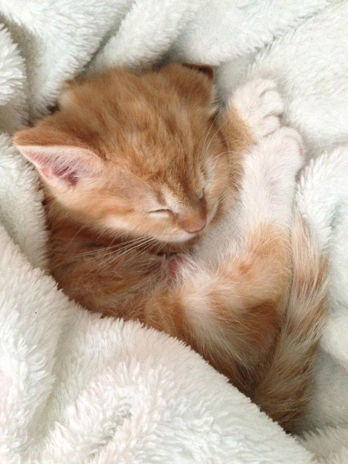 Blanding af racer Freja billede 5