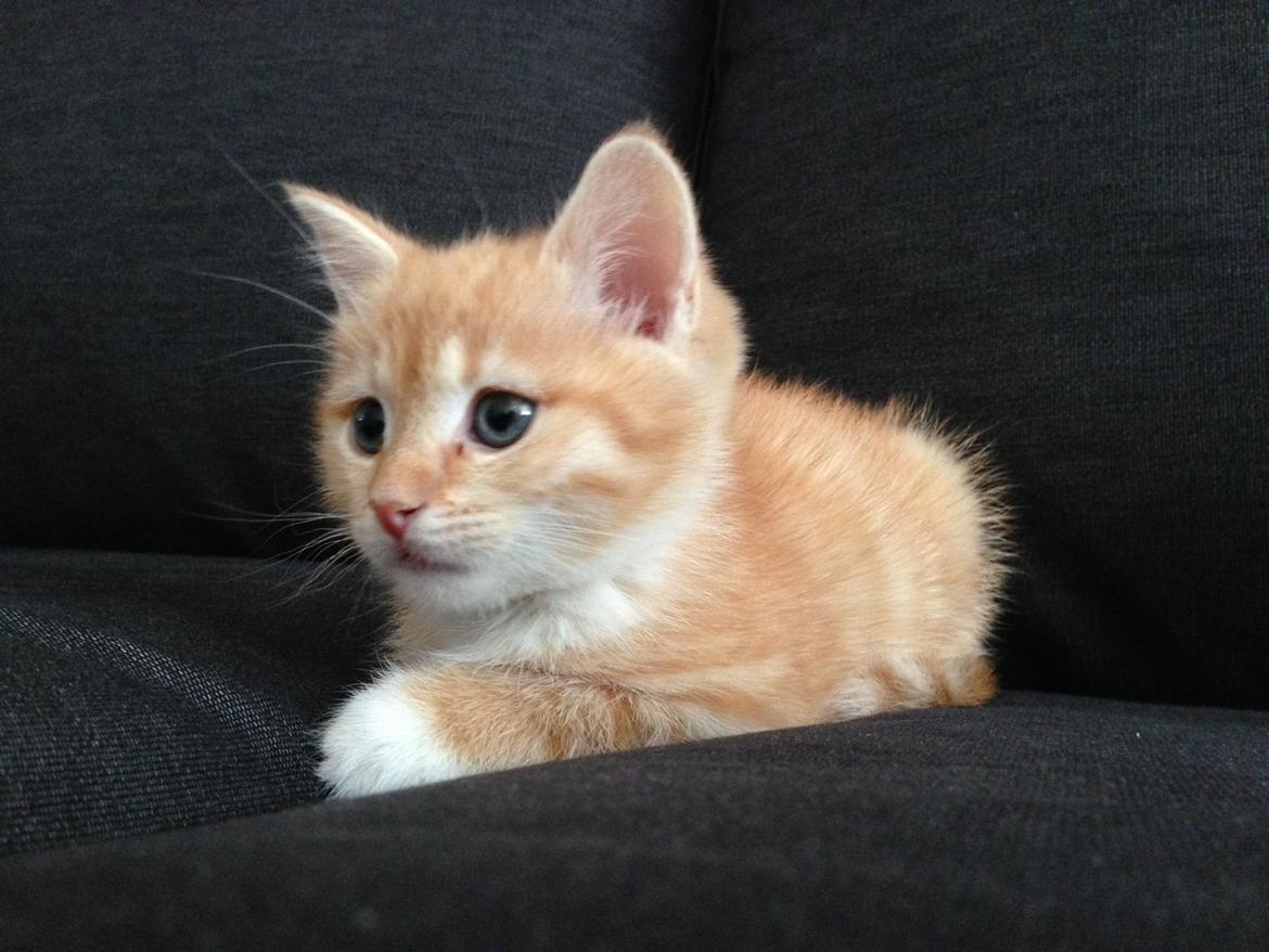 Blanding af racer Freja billede 8