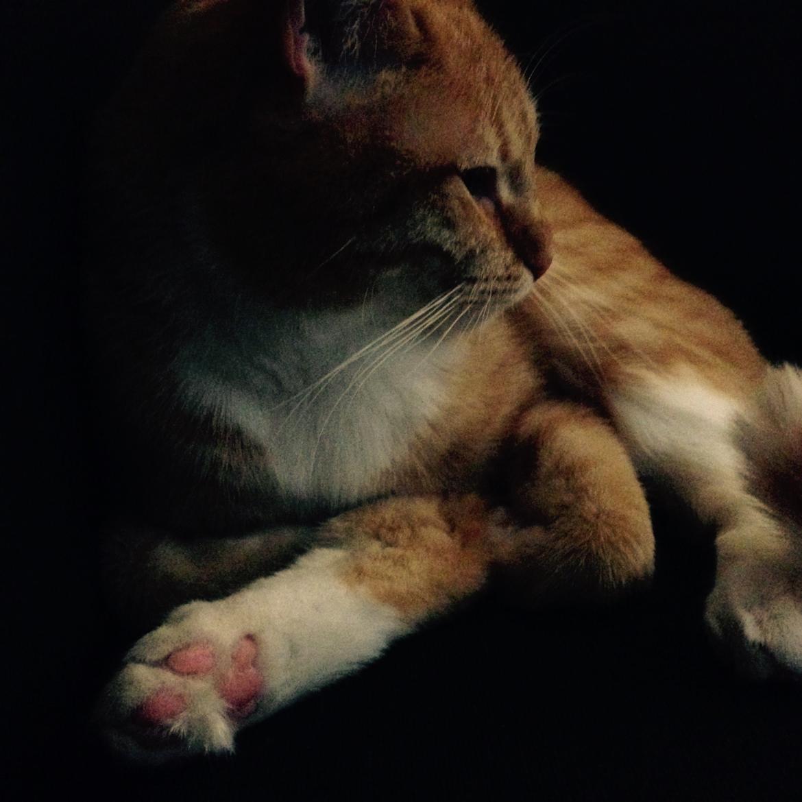 Blanding af racer Freja billede 22