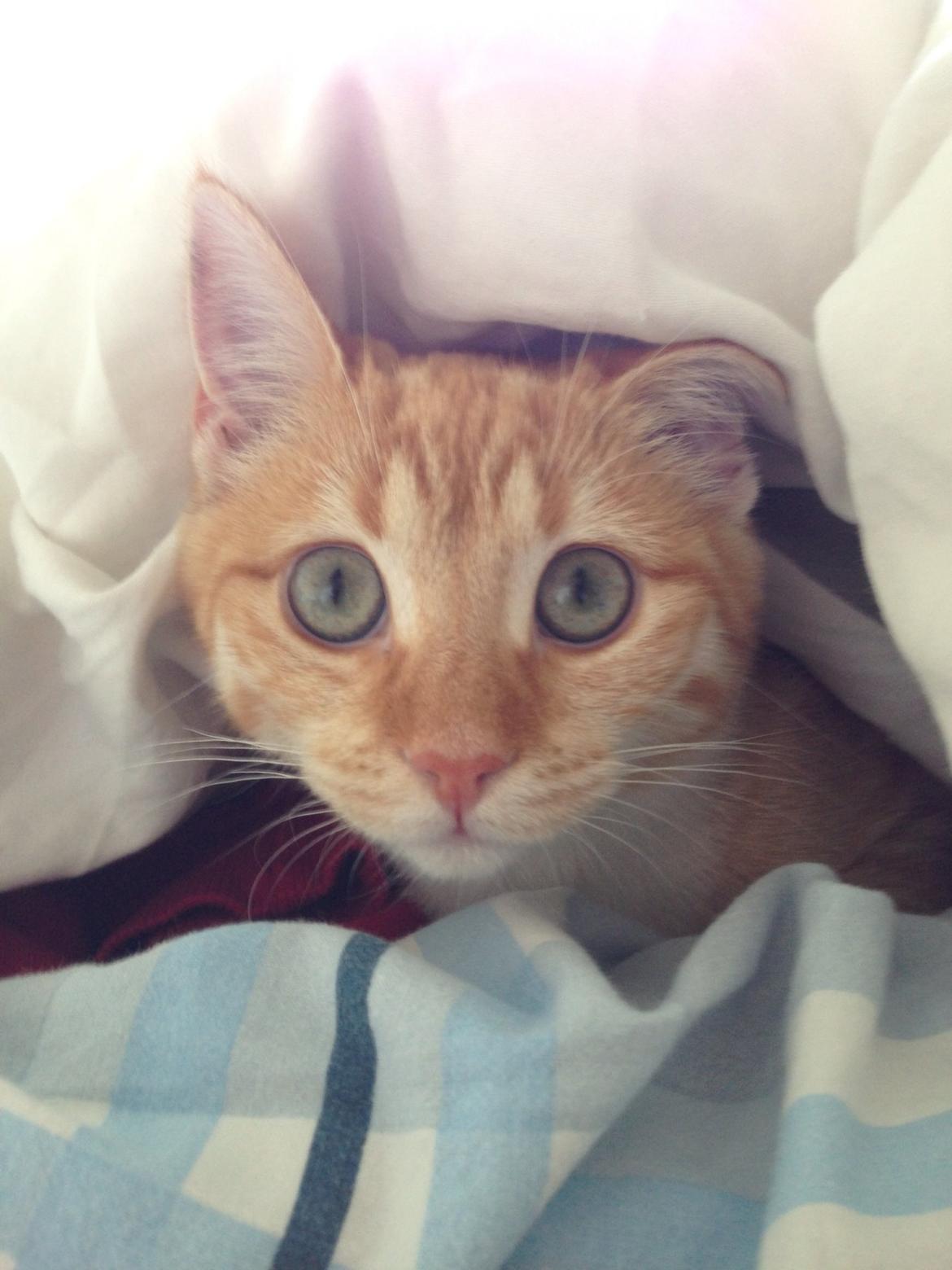 Blanding af racer Freja billede 1