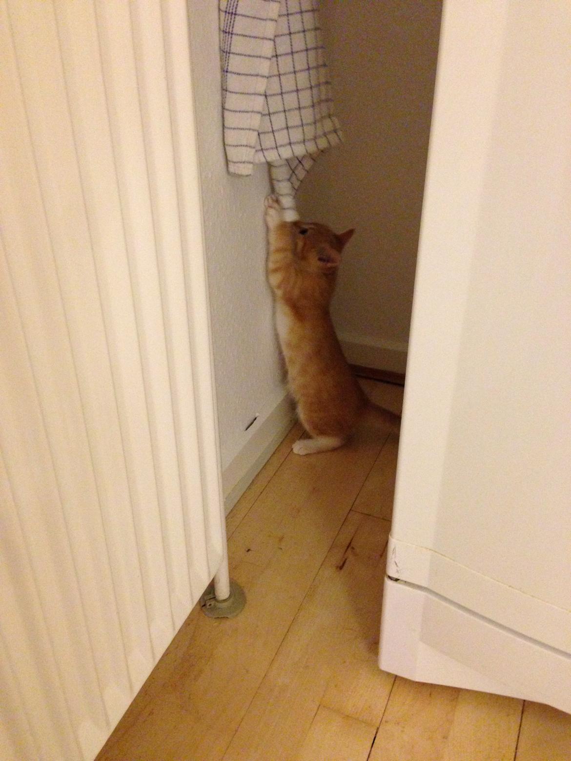 Blanding af racer Freja billede 10